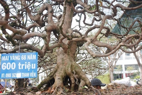 Hình ảnh những cây mai đẹp nhất ở Việt nam trong ngày tết 7