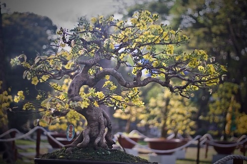 Hình ảnh những cây mai đẹp nhất ở Việt nam trong ngày tết 9
