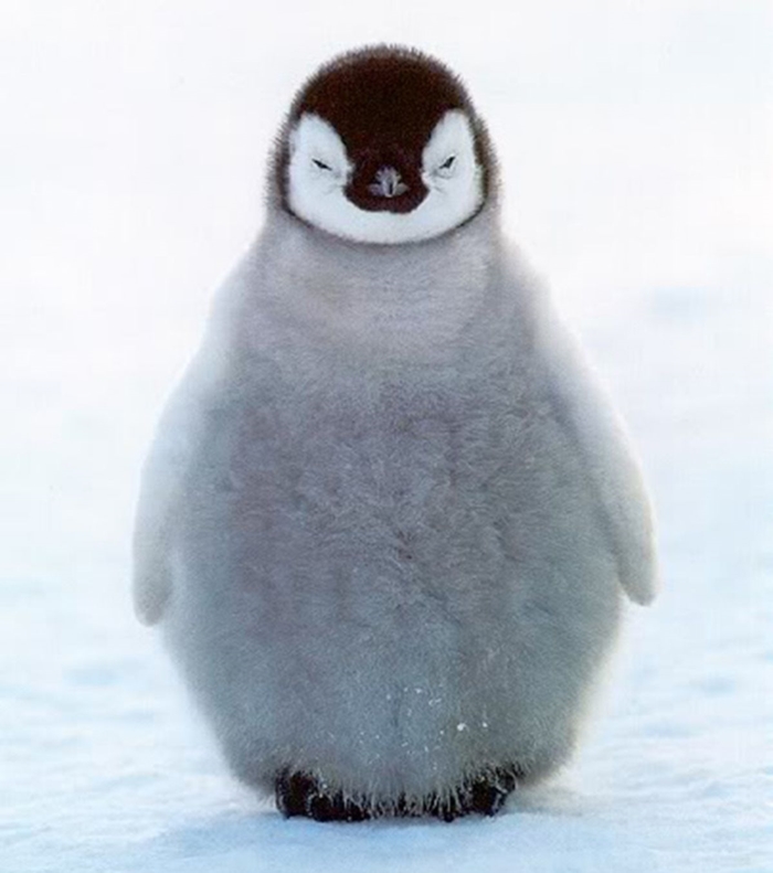 Hình ảnh những chú chim cánh cụt ngộ nghĩnh và đáng yêu sẽ làm bạn mỉm cười 1
