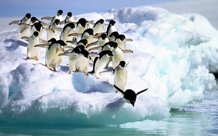 Hình ảnh những chú chim cánh cụt ngộ nghĩnh và đáng yêu sẽ làm bạn mỉm cười 10