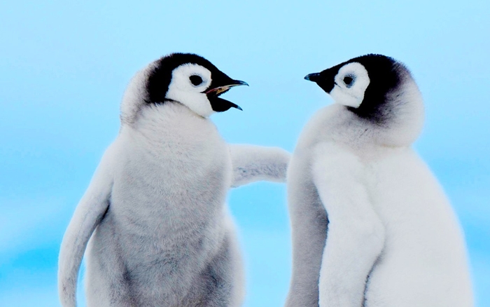 Hình ảnh những chú chim cánh cụt ngộ nghĩnh và đáng yêu sẽ làm bạn mỉm cười 2