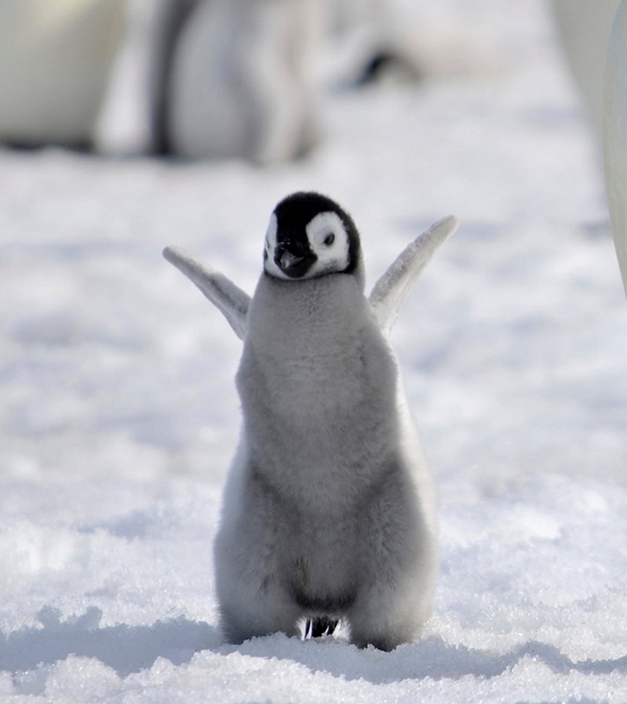 Hình ảnh những chú chim cánh cụt ngộ nghĩnh và đáng yêu sẽ làm bạn mỉm cười 3