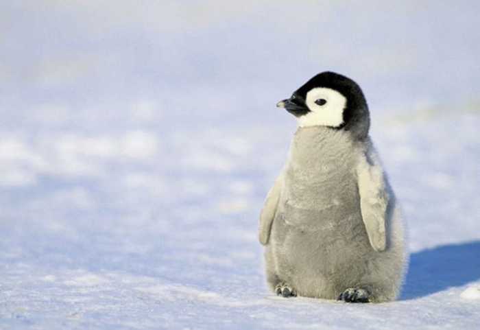 Hình ảnh những chú chim cánh cụt ngộ nghĩnh và đáng yêu sẽ làm bạn mỉm cười 4