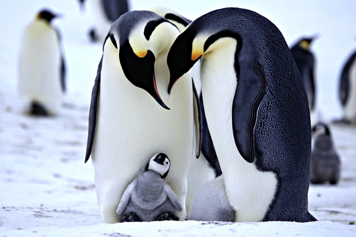Hình ảnh những chú chim cánh cụt ngộ nghĩnh và đáng yêu sẽ làm bạn mỉm cười 5