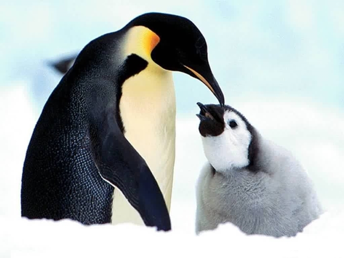 Hình ảnh những chú chim cánh cụt ngộ nghĩnh và đáng yêu sẽ làm bạn mỉm cười 6