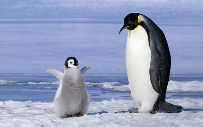 Hình ảnh những chú chim cánh cụt ngộ nghĩnh và đáng yêu sẽ làm bạn mỉm cười 7