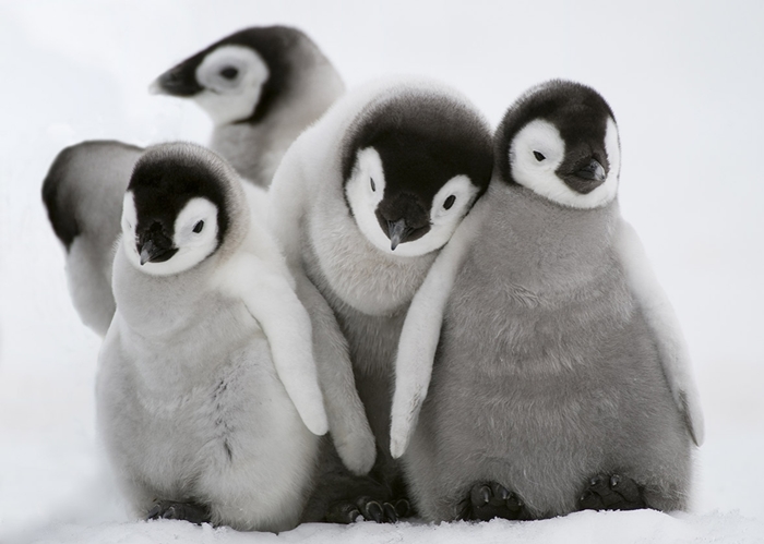 Hình ảnh những chú chim cánh cụt ngộ nghĩnh và đáng yêu sẽ làm bạn mỉm cười 8