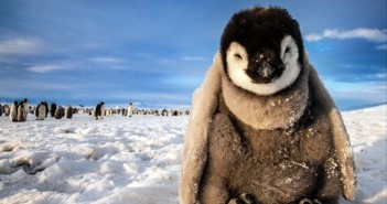 Hình ảnh những chú chim cánh cụt ngộ nghĩnh và đáng yêu sẽ làm bạn mỉm cười
