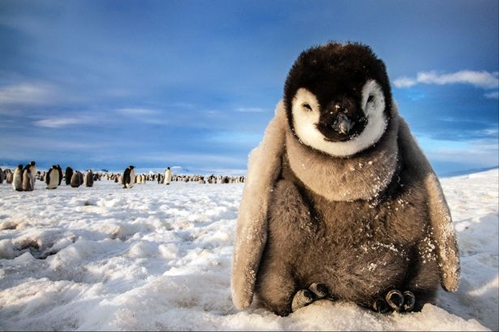Hình ảnh những chú chim cánh cụt ngộ nghĩnh và đáng yêu sẽ làm bạn mỉm cười 