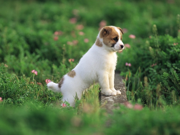 Hình ảnh những chú chó con vô cùng dễ thương và đáng yêu sẽ làm bạn thích thú 10
