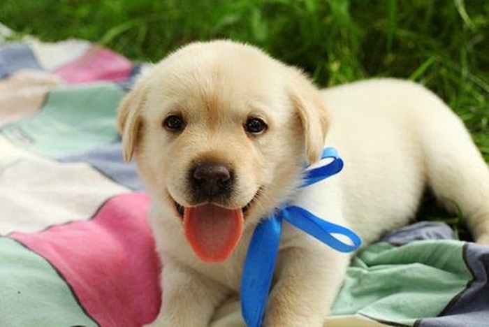 Hình ảnh những chú chó con vô cùng dễ thương và đáng yêu sẽ làm bạn thích thú 11