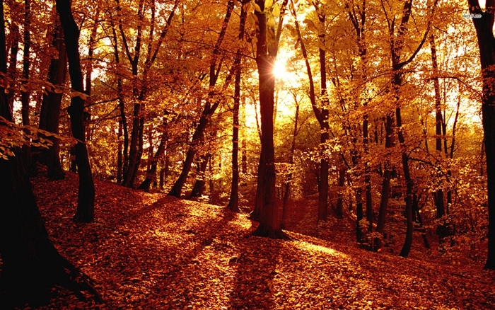 Hình ảnh những khu rừng mùa thu phủ đầy lá vàng đẹp đến ngỡ ngàng 1