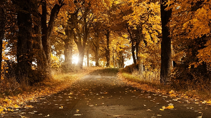 Hình ảnh những khu rừng mùa thu phủ đầy lá vàng đẹp đến ngỡ ngàng 3