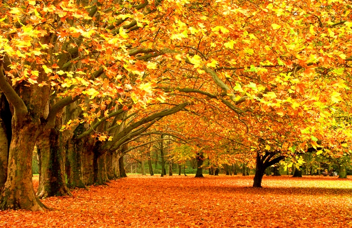 Hình ảnh những khu rừng mùa thu phủ đầy lá vàng đẹp đến ngỡ ngàng 4