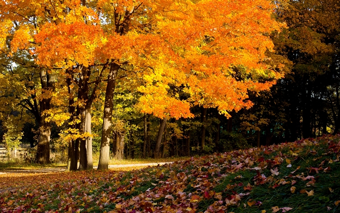 Hình ảnh những khu rừng mùa thu phủ đầy lá vàng đẹp đến ngỡ ngàng 5