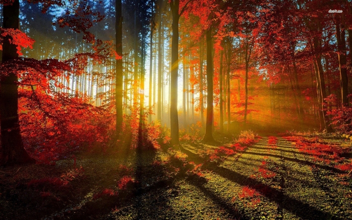 Hình ảnh những khu rừng mùa thu phủ đầy lá vàng đẹp đến ngỡ ngàng 6