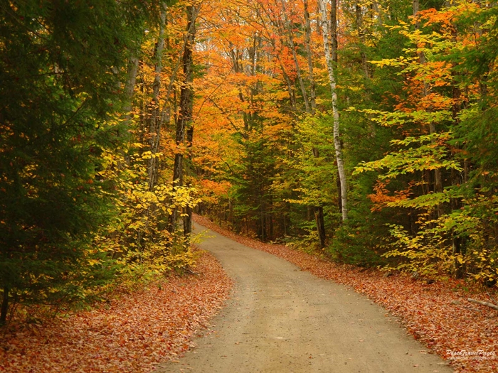 Hình ảnh những khu rừng mùa thu phủ đầy lá vàng đẹp đến ngỡ ngàng 7