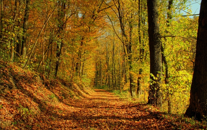 Hình ảnh những khu rừng mùa thu phủ đầy lá vàng đẹp đến ngỡ ngàng 8