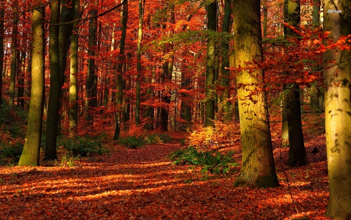 Hình ảnh những khu rừng mùa thu phủ đầy lá vàng đẹp đến ngỡ ngàng 9