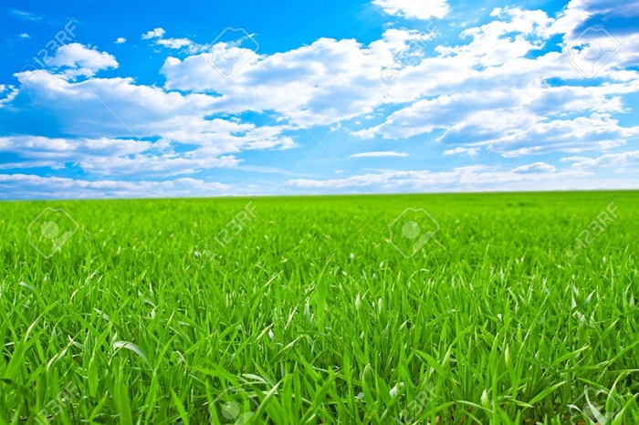Hình ảnh những thảm cỏ xanh mướt sẽ khiến bạn muốn ngả mình trải nghiệm 1