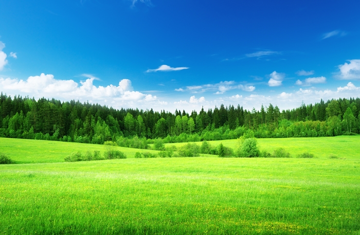 Hình ảnh những thảm cỏ xanh mướt sẽ khiến bạn muốn ngả mình trải nghiệm 10