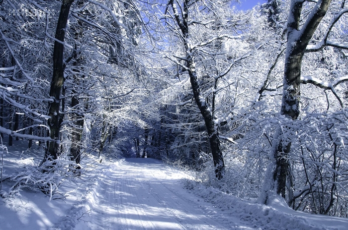 Hình ảnh rừng cây mùa đông tuyết phủ trắng xóa vô cùng lãng mạn 1