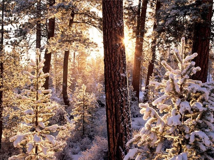 Hình ảnh rừng cây mùa đông tuyết phủ trắng xóa vô cùng lãng mạn 10