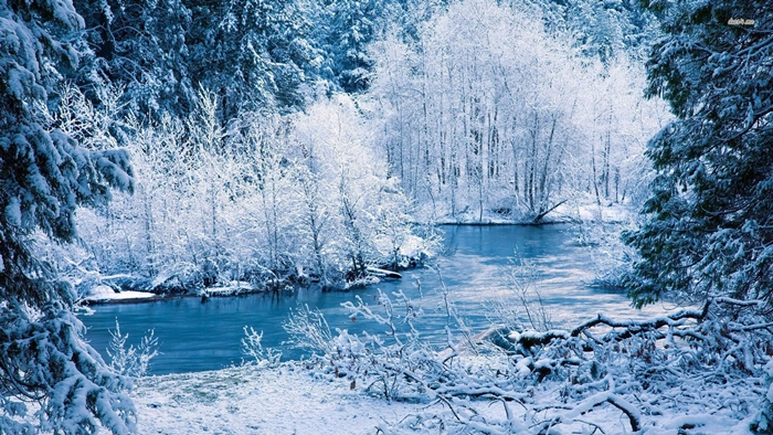 Hình ảnh rừng cây mùa đông tuyết phủ trắng xóa vô cùng lãng mạn 2