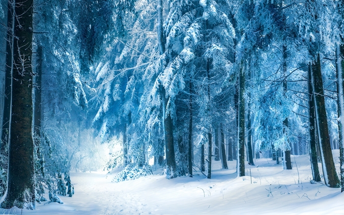 Hình ảnh rừng cây mùa đông tuyết phủ trắng xóa vô cùng lãng mạn 4