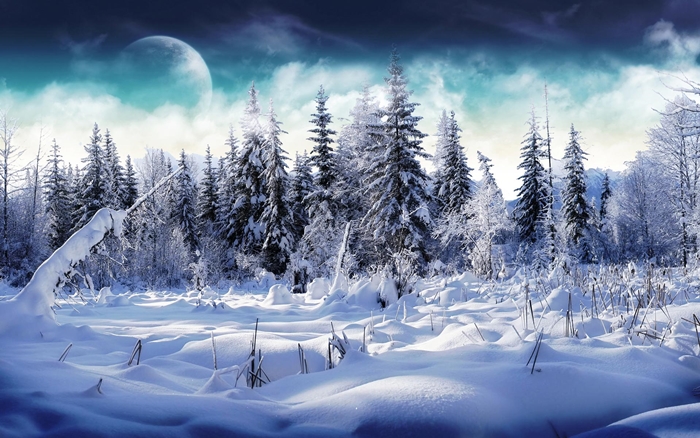 Hình ảnh rừng cây mùa đông tuyết phủ trắng xóa vô cùng lãng mạn 5