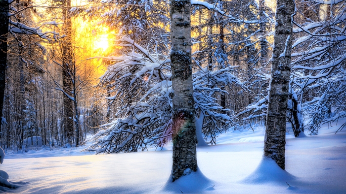 Hình ảnh rừng cây mùa đông tuyết phủ trắng xóa vô cùng lãng mạn 6