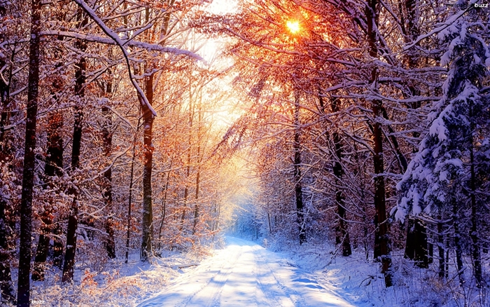 Hình ảnh rừng cây mùa đông tuyết phủ trắng xóa vô cùng lãng mạn 7