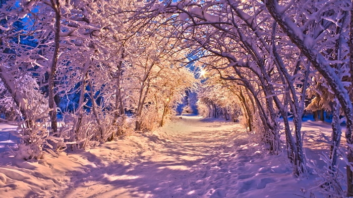 Hình ảnh rừng cây mùa đông tuyết phủ trắng xóa vô cùng lãng mạn 8