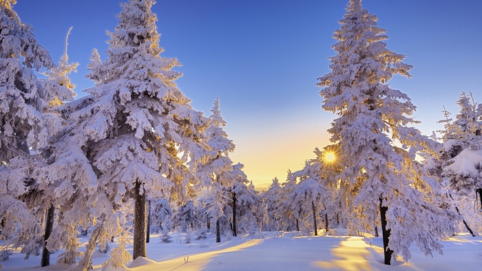 Hình ảnh rừng cây mùa đông tuyết phủ trắng xóa vô cùng lãng mạn 9