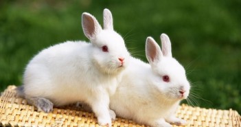 Hình nền những chú thỏ con vô cùng đáng yêu và ngộ nghĩnh mà bạn sẽ thích ngay 9