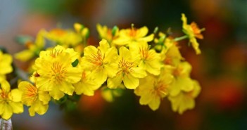 Tuyển tập hình ảnh hoa mai ngày tết vô cùng rực rỡ và đặc sắc 2