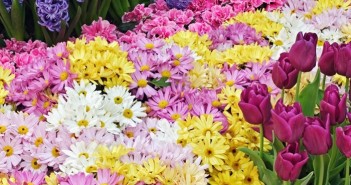 Tuyển tập hình ảnh hoa xuân đẹp tuyệt vời và vô cùng thơ mộng 7