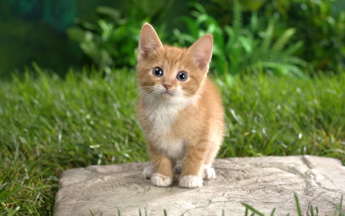 Tuyển tập hình ảnh những chú mèo con dễ thương và hài hước nhất 7