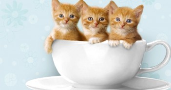 Tuyển tập hình ảnh những chú mèo con dễ thương và hài hước nhất 8