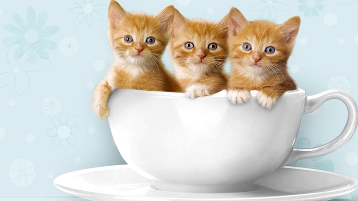 Tuyển tập hình ảnh những chú mèo con dễ thương và hài hước nhất 8