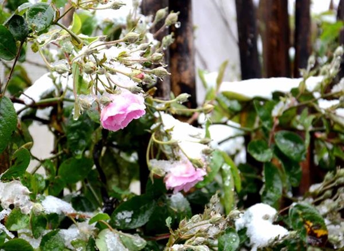 Tuyển tập hình ảnh tuyết rơi trắng xóa tuyệt đẹp ở Sapa sẽ khiến bạn ngỡ ngàng 9
