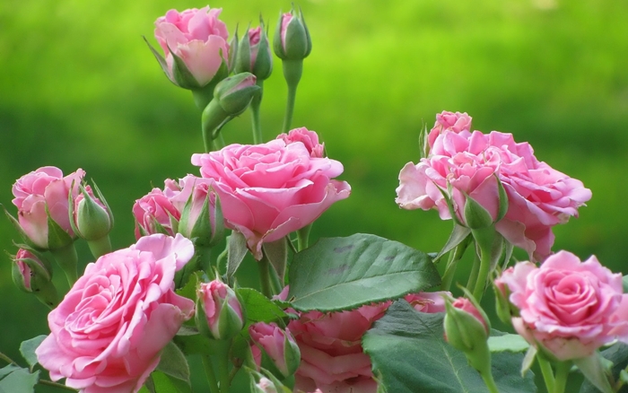 Tuyển tập hình ảnh vườn hoa hồng đẹp rực rỡ và lãng mạn 1