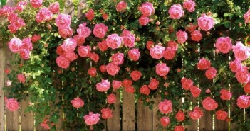 Tuyển tập hình ảnh vườn hoa hồng đẹp rực rỡ và lãng mạn 4