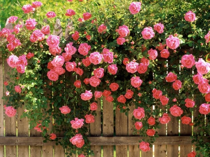 Tuyển tập hình ảnh vườn hoa hồng đẹp rực rỡ và lãng mạn 4