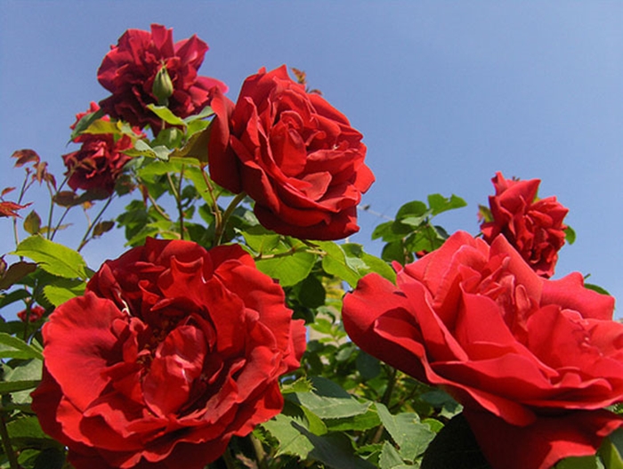 Tuyển tập hình ảnh vườn hoa hồng đẹp rực rỡ và lãng mạn 7