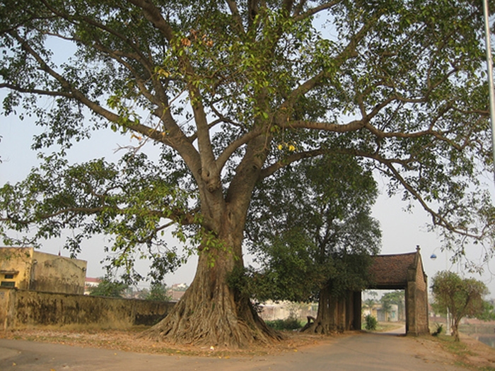 Hình ảnh cây đa đầu làng vô cùng thân thuộc và gần gũi với tuổi thơ 10