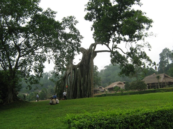 Hình ảnh cây đa đầu làng vô cùng thân thuộc và gần gũi với tuổi thơ 6