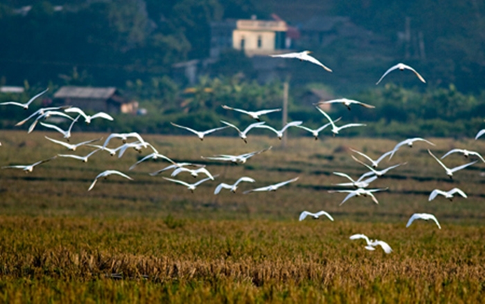 Hình ảnh đàn cò trắng bay lượn trên cánh đồng vô cùng thanh bình và yên ả 1
