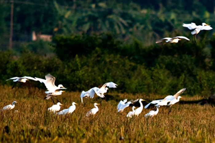 Hình ảnh đàn cò trắng bay lượn trên cánh đồng vô cùng thanh bình và yên ả 3