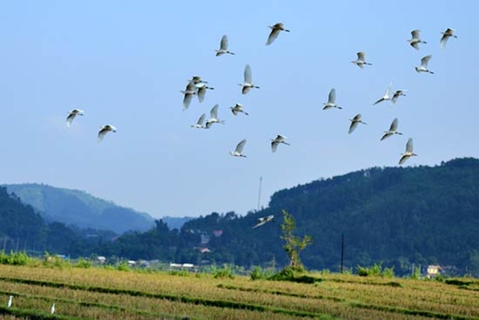 Hình ảnh đàn cò trắng bay lượn trên cánh đồng vô cùng thanh bình và yên ả 7